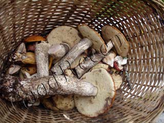 Соленые лесные грибы